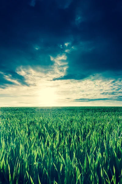 Field of green wheat — Stock Photo, Image