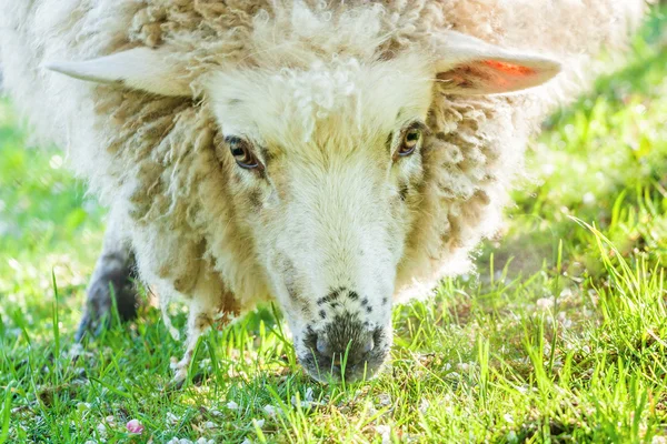 Grazing sheep — Stock Photo, Image