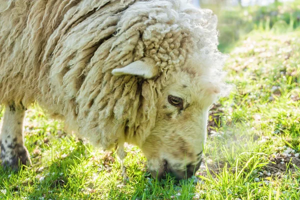 Grazing sheep — Stock Photo, Image