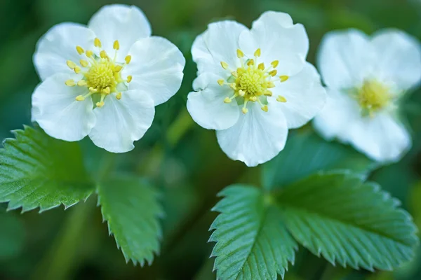 Flower of wild strawberry — Stock Photo, Image