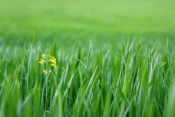 Yellow flowers — Stock Photo, Image