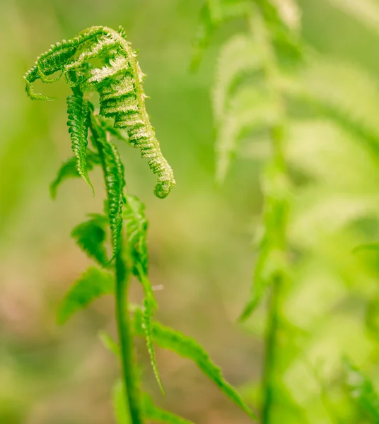 Folhas de samambaia verde — Fotografia de Stock