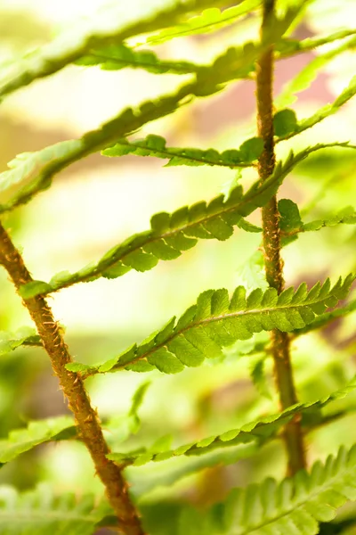 Gröna ormbunksblad — Stockfoto