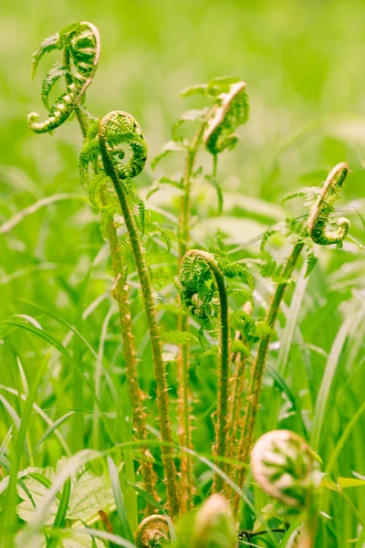 Folhas de samambaia verde — Fotografia de Stock