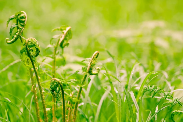 Foglie di felce verde — Foto Stock