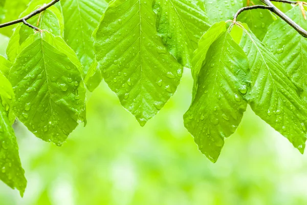 Sfondo verde — Foto Stock