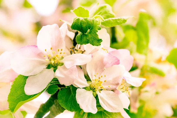 Manzanas en flor —  Fotos de Stock