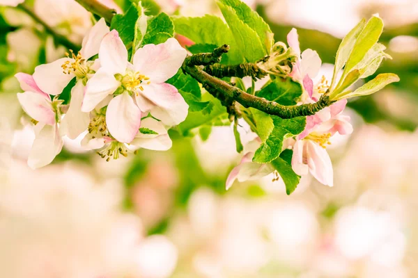 Apple blossoms — Stock Photo, Image