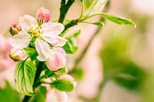 Apple blossoms — Stock Photo, Image