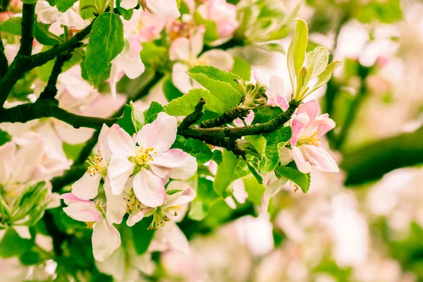 Flowers  apple — Stock Photo, Image