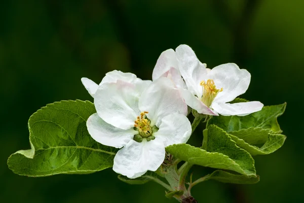 Apple blossoms — Stock Photo, Image