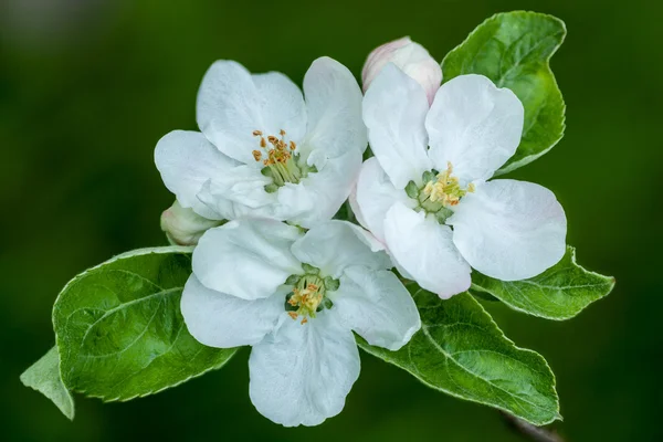 Apple blossoms — Stock Photo, Image