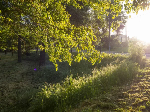 Sendero en un bosque de coníferas al atardecer — Foto de Stock