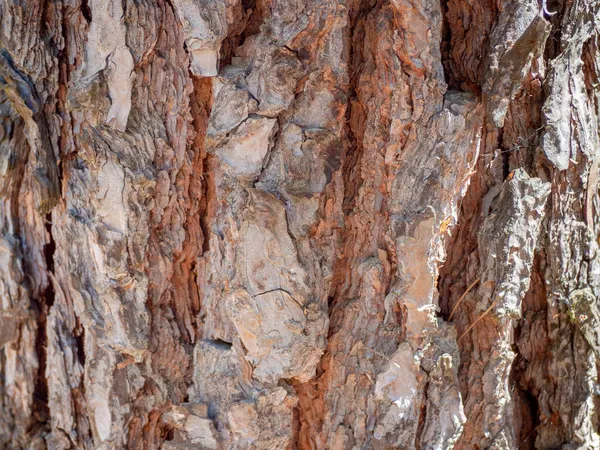 Natürliche Holzstruktur eines Kiefernstammes — Stockfoto