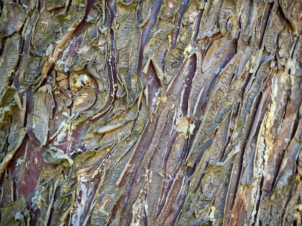 Uma textura de pinheiro de perto na manhã de verão — Fotografia de Stock