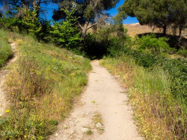 Ormanda gün ışığıyla dolu bir yol. Çevresel koruma