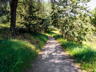 Ormanda gün ışığıyla dolu bir yol. Çevresel koruma