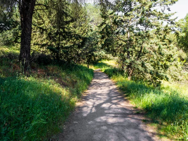 Ormanda gün ışığıyla dolu bir yol. Çevresel koruma