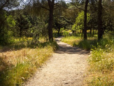 Ormandaki doğal mucize yolu.