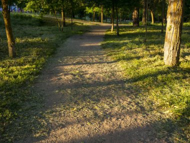 Gün batımında kozalaklı bir ormanda patika.
