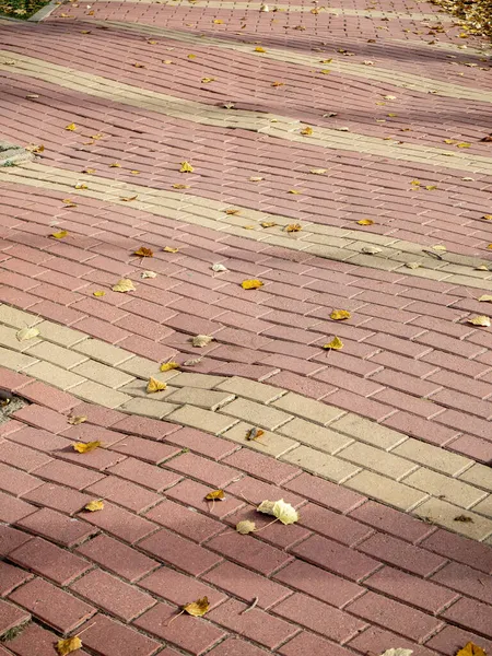 Uneven paving stones bricks floor around pine tree damaged by growth and careless — Stock Photo, Image