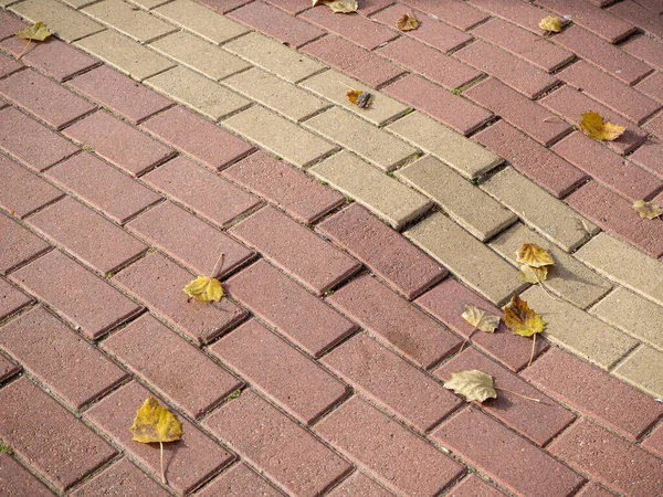 Uneven paving stones bricks floor around pine tree damaged by growth and careless — Stock Photo, Image