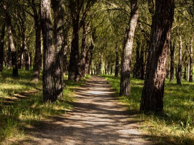 Güneşli bir baharda ormanda bir patika 