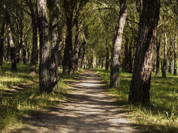 Güneşli bir baharda ormanda bir patika 