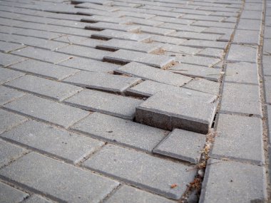 Çam ağacının etrafındaki tuğlalar büyüme ve dikkatsizlikten zarar görmüş.