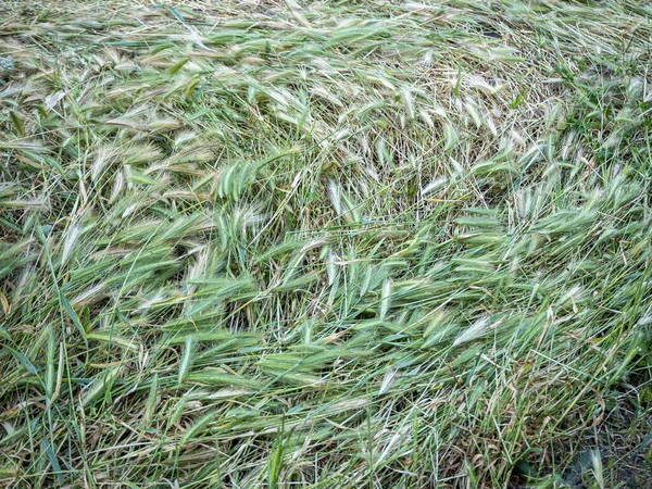 Orelhas verdes de trigo em uma luz solar. Contexto — Fotografia de Stock