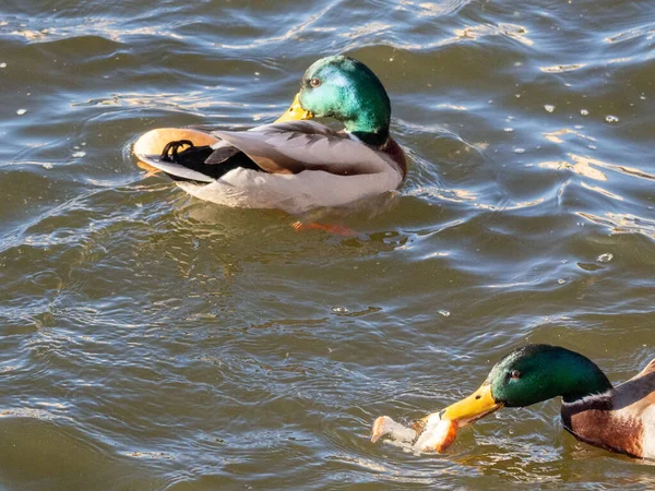 çamurlu nehir suyunda parlak yaban ördeği