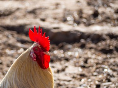 Sürdürülebilir bir çiftlikte organik evcil tavuk. Sağlıklı gıda kavramı