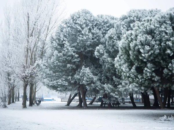 Kışın şehirde karlı bir cadde. Kış konsepti