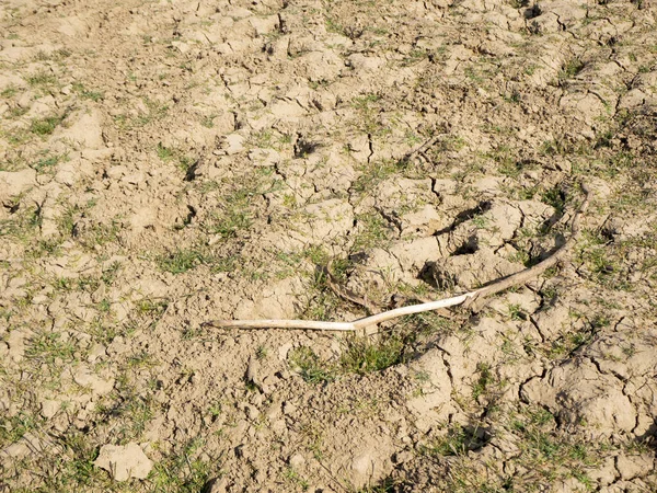 Tarlalar kurudu, toprak kırıldı ve çimenler.