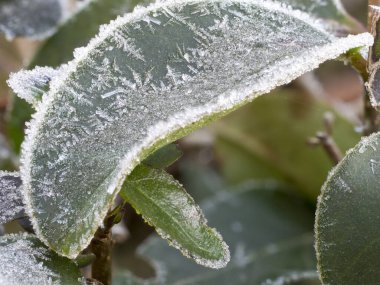 Green frosty leaves in winter. Concept of cold