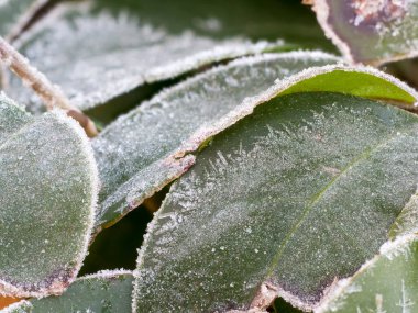 Green frosty leaves in winter. Concept of cold