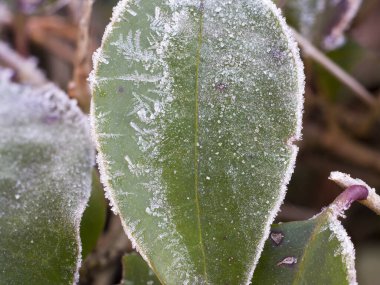 Green frosty leaves in winter. Concept of cold