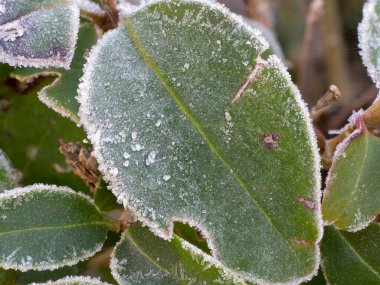 Green frosty leaves in winter. Concept of cold