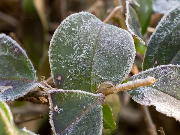 Green frosty leaves in winter. Concept of cold — Stockfoto