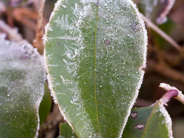 Green frosty leaves in winter. Concept of cold