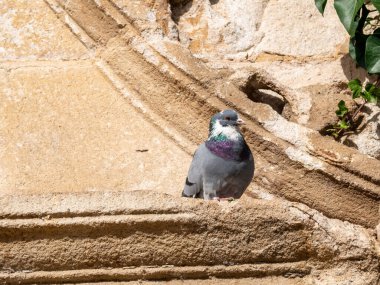 Dove on a stone cornice in a historic building.