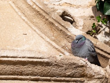 Dove on a stone cornice in a historic building.