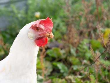 Sürdürülebilir bir çiftlikte organik evcil tavuk. Sağlıklı gıda kavramı