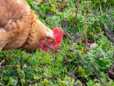 Sürdürülebilir bir çiftlikte organik evcil tavuk. Sağlıklı gıda kavramı