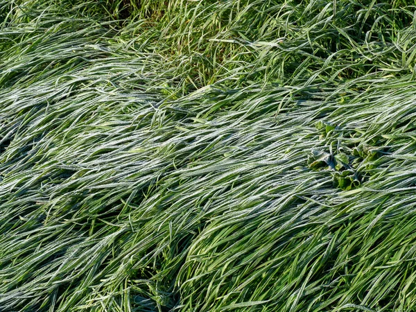 Заморожена трава взимку на лузі — стокове фото
