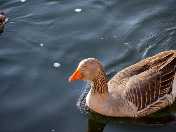 Baharda gölette yüzen kaz