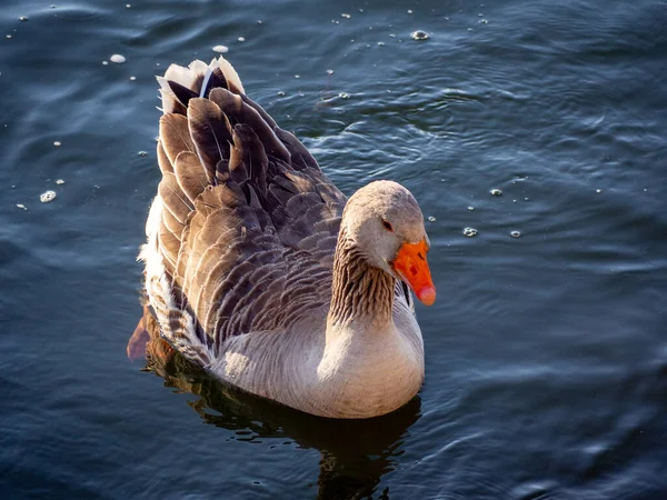 Goose swimming in a pond in springtime — Stock Photo, Image