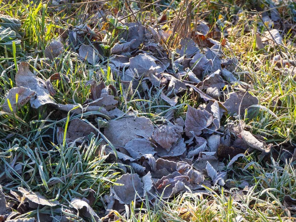 Fryst gräs på vintern på en äng — Stockfoto