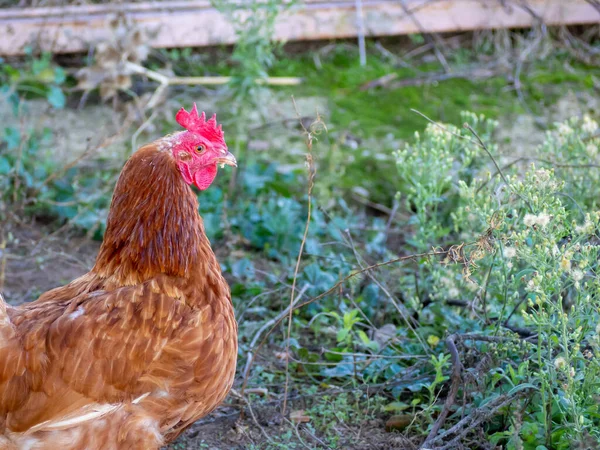 Ekologické domácí kuře na udržitelné farmě. Koncepce zdravého jídla — Stock fotografie