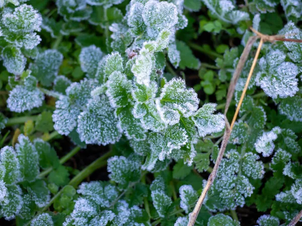 Kış konsepti Kışın karlı bir sokakta